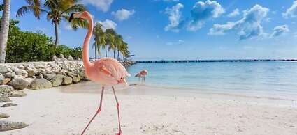 Ocean Front Property - Villa 1 Aruba