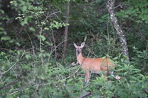 Lazy Bear Retreat - Classic Cabin!