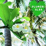 Paradise Resort Doc Let – All Inclusive