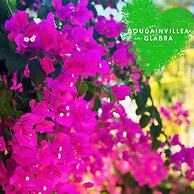 Paradise Resort Doc Let – All Inclusive