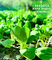 Paradise Resort Doc Let – All Inclusive