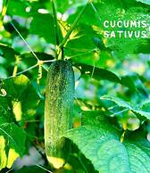 Paradise Resort Doc Let – All Inclusive