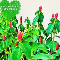 Paradise Resort Doc Let – All Inclusive