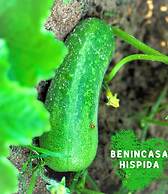 Paradise Resort Doc Let – All Inclusive