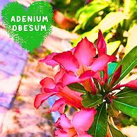 Paradise Resort Doc Let – All Inclusive