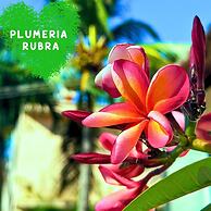 Paradise Resort Doc Let – All Inclusive