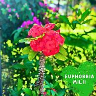 Paradise Resort Doc Let – All Inclusive