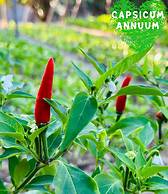 Paradise Resort Doc Let – All Inclusive