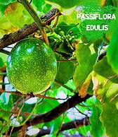 Paradise Resort Doc Let – All Inclusive