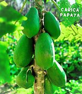 Paradise Resort Doc Let – All Inclusive