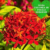 Paradise Resort Doc Let – All Inclusive