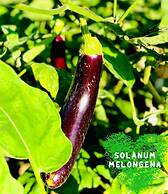 Paradise Resort Doc Let – All Inclusive