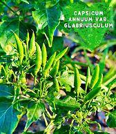 Paradise Resort Doc Let – All Inclusive