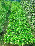 Paradise Resort Doc Let – All Inclusive