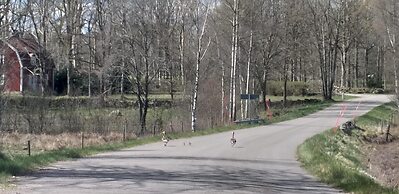 STF Långasjö Vandrarhem