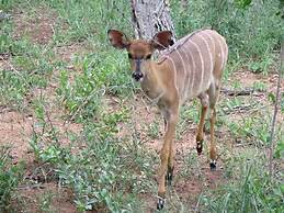 Vaal River YOLO Spaces – Vaal River Bush Lodge