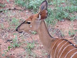 Vaal River YOLO Spaces – Vaal River Bush Lodge