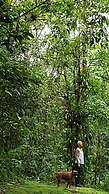 Yellow Tree Suites