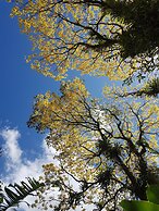 Yellow Tree Suites
