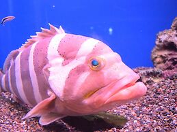 SUPER HOTEL Beppu Ekimae