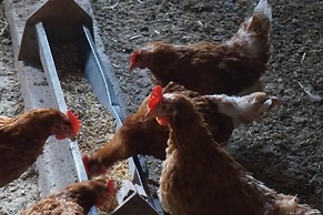 Ferienwohnungen Lichtenegger