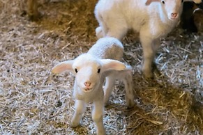 Familienbauernhof Göttfriedbauer