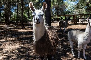 Villa Can Llamas Rent Per Week