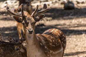 Villa Can Llamas Rent Per Week