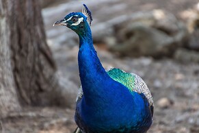 Villa Can Llamas Rent Per Week