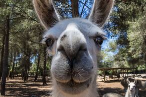 Villa Can Llamas Rent Per Week