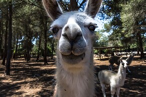 Villa Can Llamas Rent Per Week