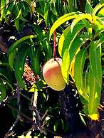 Canoa Palmera Oasis 2