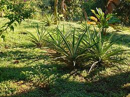 Hostal Casa Las Lajas - Hostel