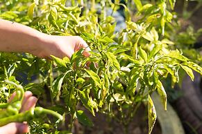 Palamutbükü Deniz Apart Otel