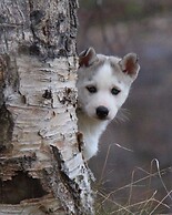 Levajok Fjellstue Adventures