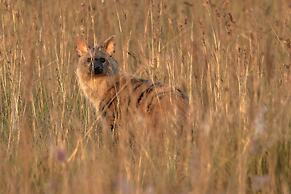 Zulu Rock Lodge - Babanango Game Reserve