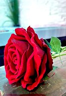 Lovely