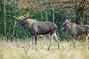 Hotel Katkavaara Aurora Apartments