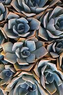 Robinson House Nicolina