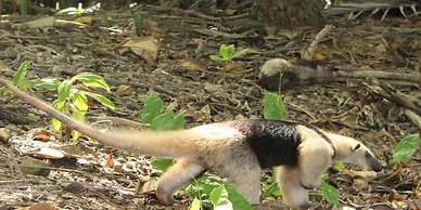 Dazzling End Unit in Coco With Lots of Windows and Light Sleeps 8