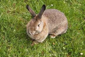 Waldschönau Gaisbacher