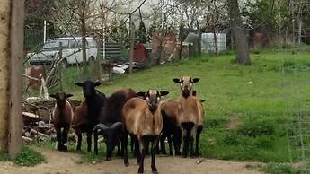 Room in Farmhouse - Rustic Charm - two Bedroom Suite 8601