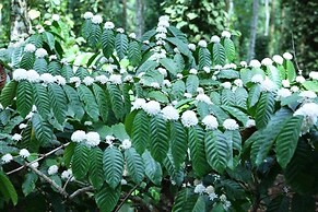 Room-wayanad Stay- The Coffee-suite
