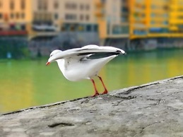 Florence Hostels Anamaria