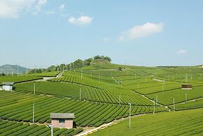 Kutsuroginomori Greenpia Yame