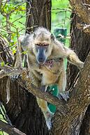 Saadani Safari Lodge - bush, river, beach