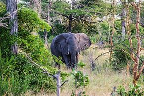 Saadani Safari Lodge - bush, river, beach