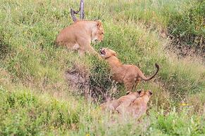 Saadani Safari Lodge - bush, river, beach