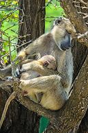 Saadani Safari Lodge - bush, river, beach