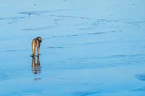 Saadani Safari Lodge - bush, river, beach